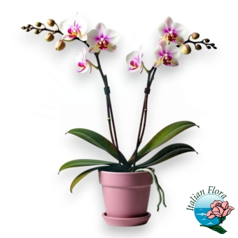 Pianta di orchidea bianca sfumata